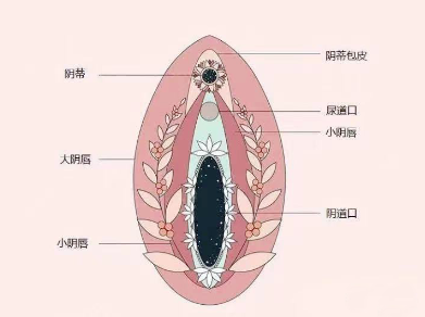 私处形状