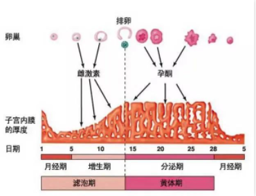 月经是什么